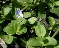 Attēlu rezultāti vaicājumam “Veronica serpyllifolia leaf”