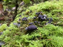 Attēlu rezultāti vaicājumam “Nectriopsis violacea”
