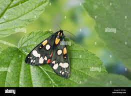 Attēlu rezultāti vaicājumam “Callimorpha dominula imago”