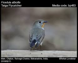 Image result for Ficedula albicilla