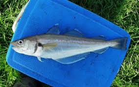 Image result for Merlangius merlangus