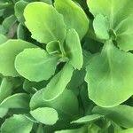 Attēlu rezultāti vaicājumam “Hylotelephium telephium leaf”