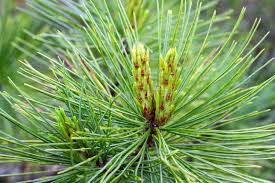 Attēlu rezultāti vaicājumam “Pinus sibirica”
