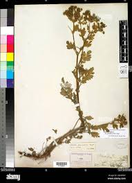 Attēlu rezultāti vaicājumam “Potentilla supina”