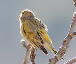 Image result for Serinus serinus