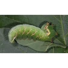 Attēlu rezultāti vaicājumam “Peridea anceps”