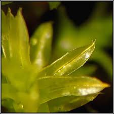 Attēlu rezultāti vaicājumam “Barbula unguiculata macro”