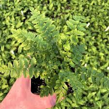 Attēlu rezultāti vaicājumam “Polystichum aculeatum”