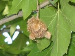 Attēlu rezultāti vaicājumam “Platanus x hispanica (syn. Platanus x acerifolia) leaf”
