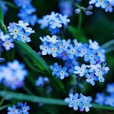 Attēlu rezultāti vaicājumam “Myosotis sylvatica flower”