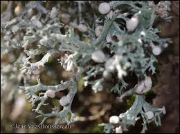 Attēlu rezultāti vaicājumam “Ramalina calicaris”