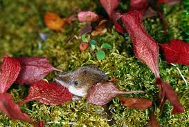 Attēlu rezultāti vaicājumam “Sorex sp.”