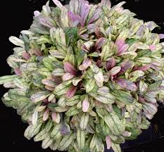 Attēlu rezultāti vaicājumam “Ajuga reptans bud”