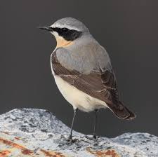 Attēlu rezultāti vaicājumam “Oenanthe oenanthe”