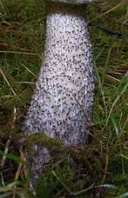 Attēlu rezultāti vaicājumam “Leccinum scabrum”