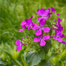 Image result for Lunaria annua