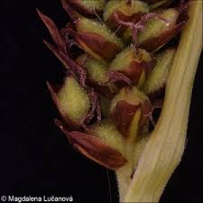 Attēlu rezultāti vaicājumam “Carex caryophyllea flower”