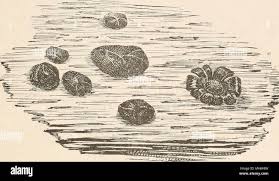 Attēlu rezultāti vaicājumam “Licea minima”