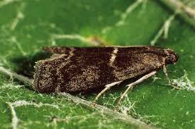 Attēlu rezultāti vaicājumam “Apomyelois bistriatella”