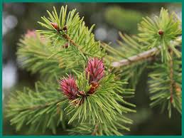 Attēlu rezultāti vaicājumam “Pseudotsuga menziesii flower”