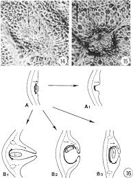 Attēlu rezultāti vaicājumam “Geocrypta galii larva”