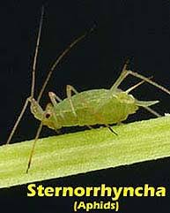 Attēlu rezultāti vaicājumam “Sternorrhyncha”