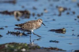 Image result for Calidris bairdii