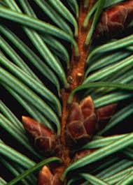 Attēlu rezultāti vaicājumam “Pseudotsuga menziesii fruit”