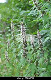 Attēlu rezultāti vaicājumam “Leonurus quinquelobatus flower”