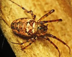 Attēlu rezultāti vaicājumam “Metellina segmentata”