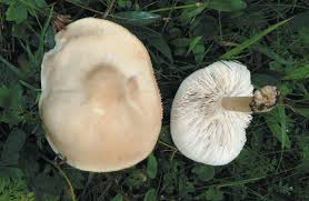 Image result for Melanoleuca rasilis var. pseudoluscina