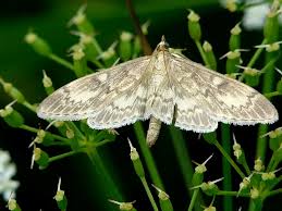 Attēlu rezultāti vaicājumam “Anania lancealis”