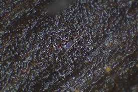 Attēlu rezultāti vaicājumam “Cribraria violacea”