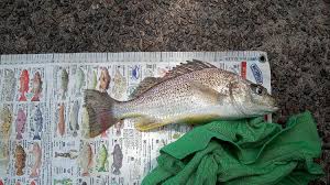 Image result for Pomadasys commersonnii