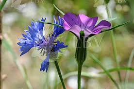 Image result for Kornrade