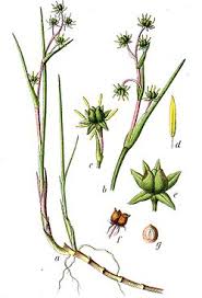 Attēlu rezultāti vaicājumam “Scheuchzeria palustris”