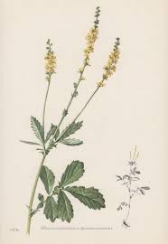 Attēlu rezultāti vaicājumam “Agrimonia eupatoria leaf”