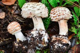 Attēlu rezultāti vaicājumam “Macrolepiota rhacodes var. bohemica”