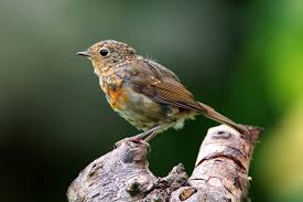 Attēlu rezultāti vaicājumam “Erithacus rubecula adult”