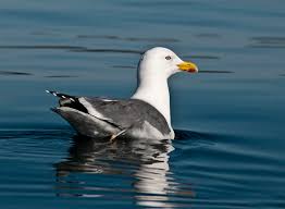 Attēlu rezultāti vaicājumam “Larus argentatus”