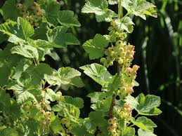 Bildergebnis für rote johannisbeeren