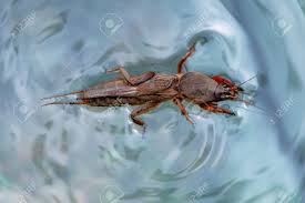 Attēlu rezultāti vaicājumam “Gryllotalpa gryllotalpa”