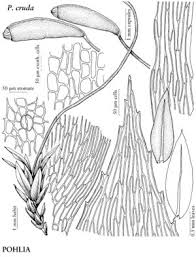 Attēlu rezultāti vaicājumam “Pohlia”