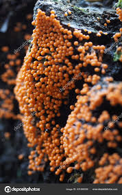 Attēlu rezultāti vaicājumam “Trichia decipiens”