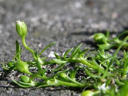 Attēlu rezultāti vaicājumam “Sagina procumbens”