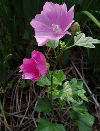 Image result for Malva alcea