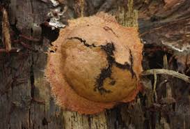 Attēlu rezultāti vaicājumam “Fuligo luteonitens”