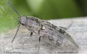 Attēlu rezultāti vaicājumam “Actenicerus sjaelandicus”