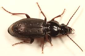 Attēlu rezultāti vaicājumam “Pterostichus aethiops”