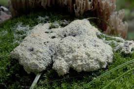 Attēlu rezultāti vaicājumam “Fuligo septica var. candida”